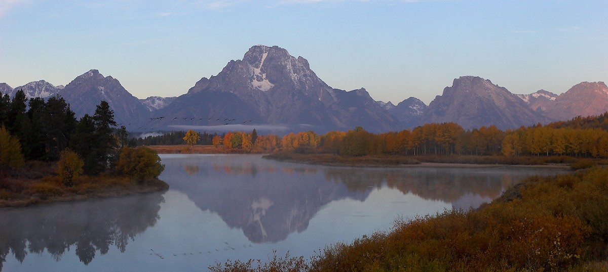 Bernache du Canada - ML643331519