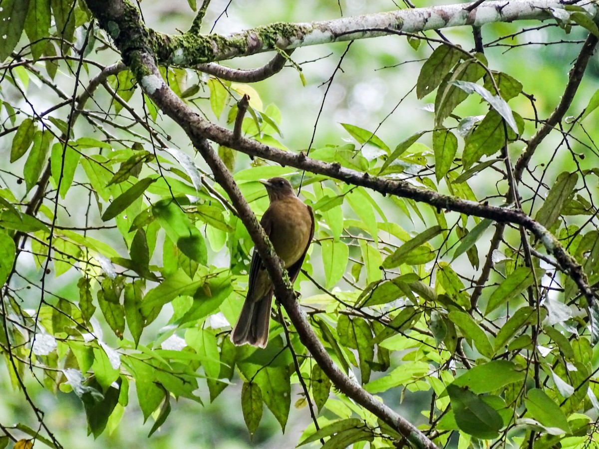 Clay-colored Thrush - ML643331523