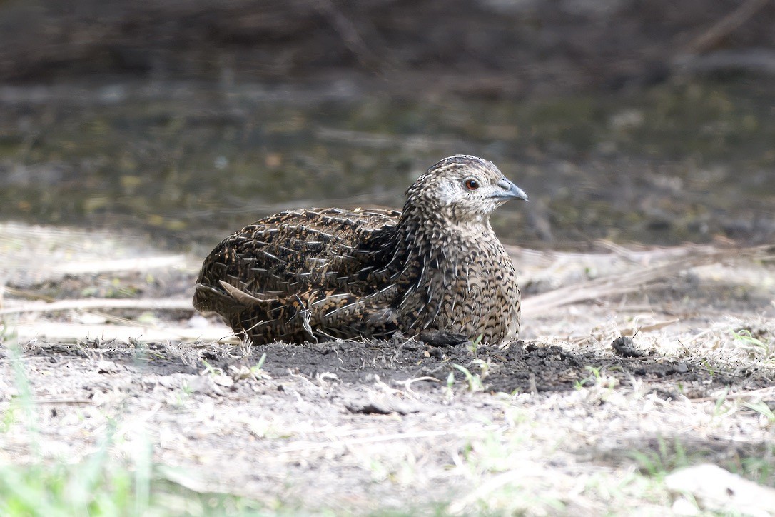 Brown Quail - ML643331526