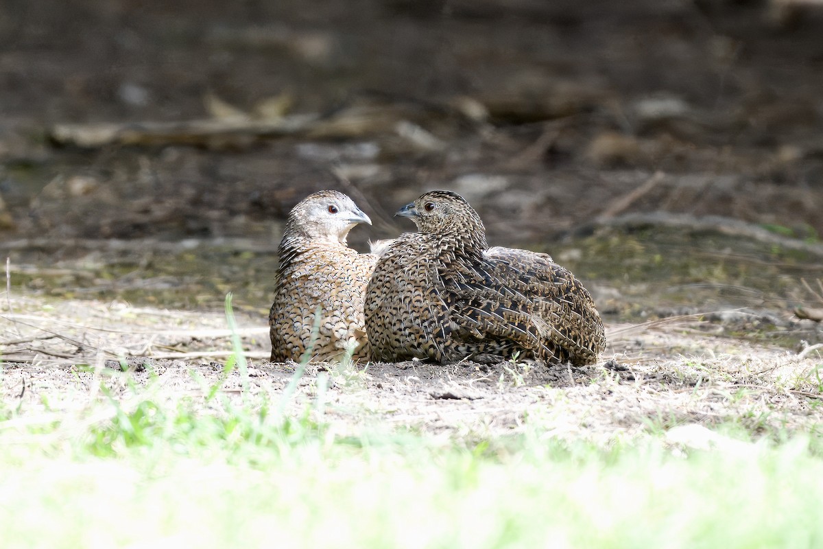 Brown Quail - ML643331529