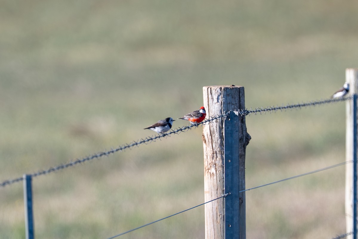Crimson Chat - ML643331542