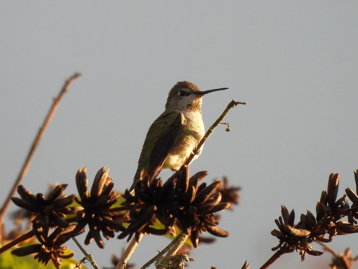 rødmaskekolibri - ML643331553