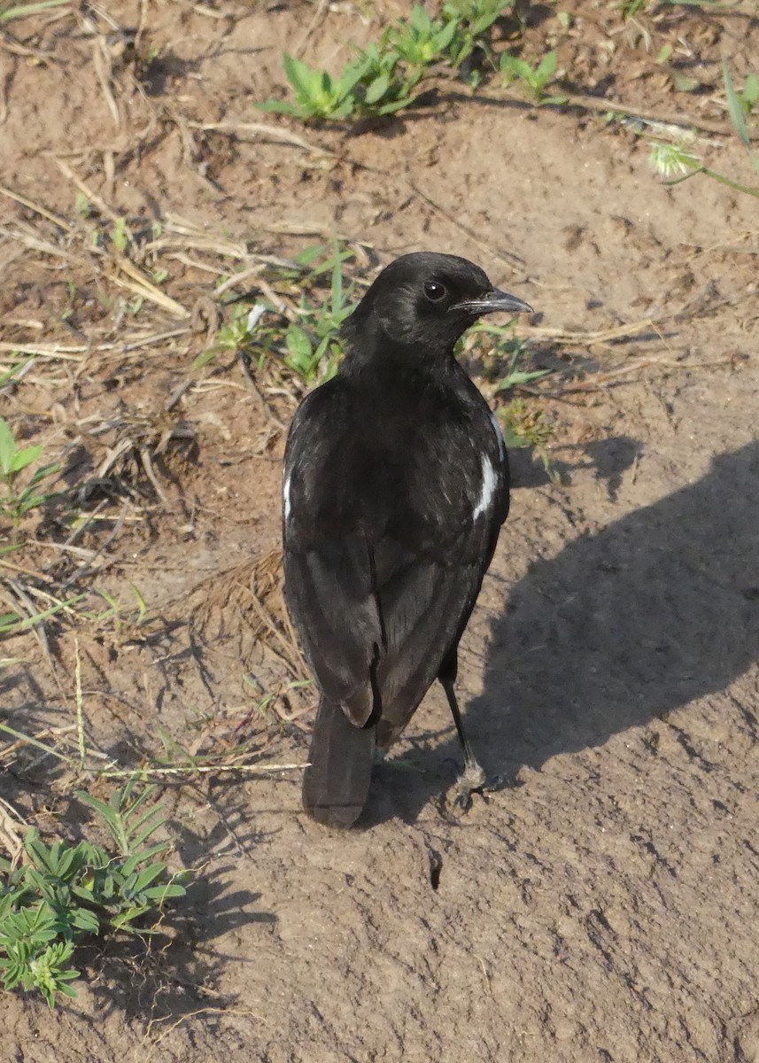 Sooty Chat - ML643331583