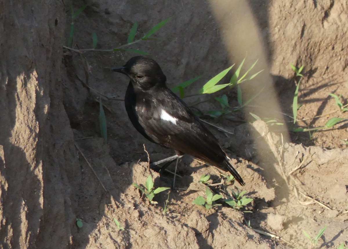Sooty Chat - ML643331585