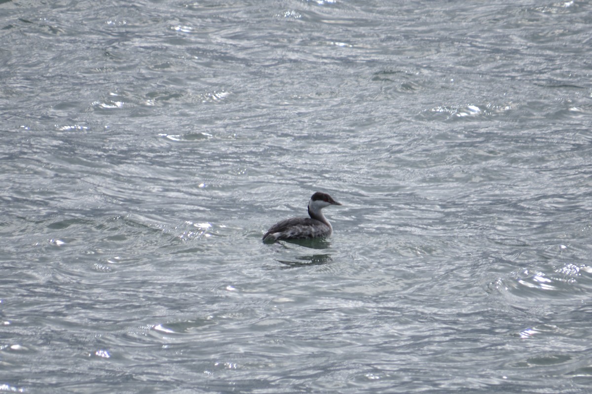 Horned Grebe - ML643331595