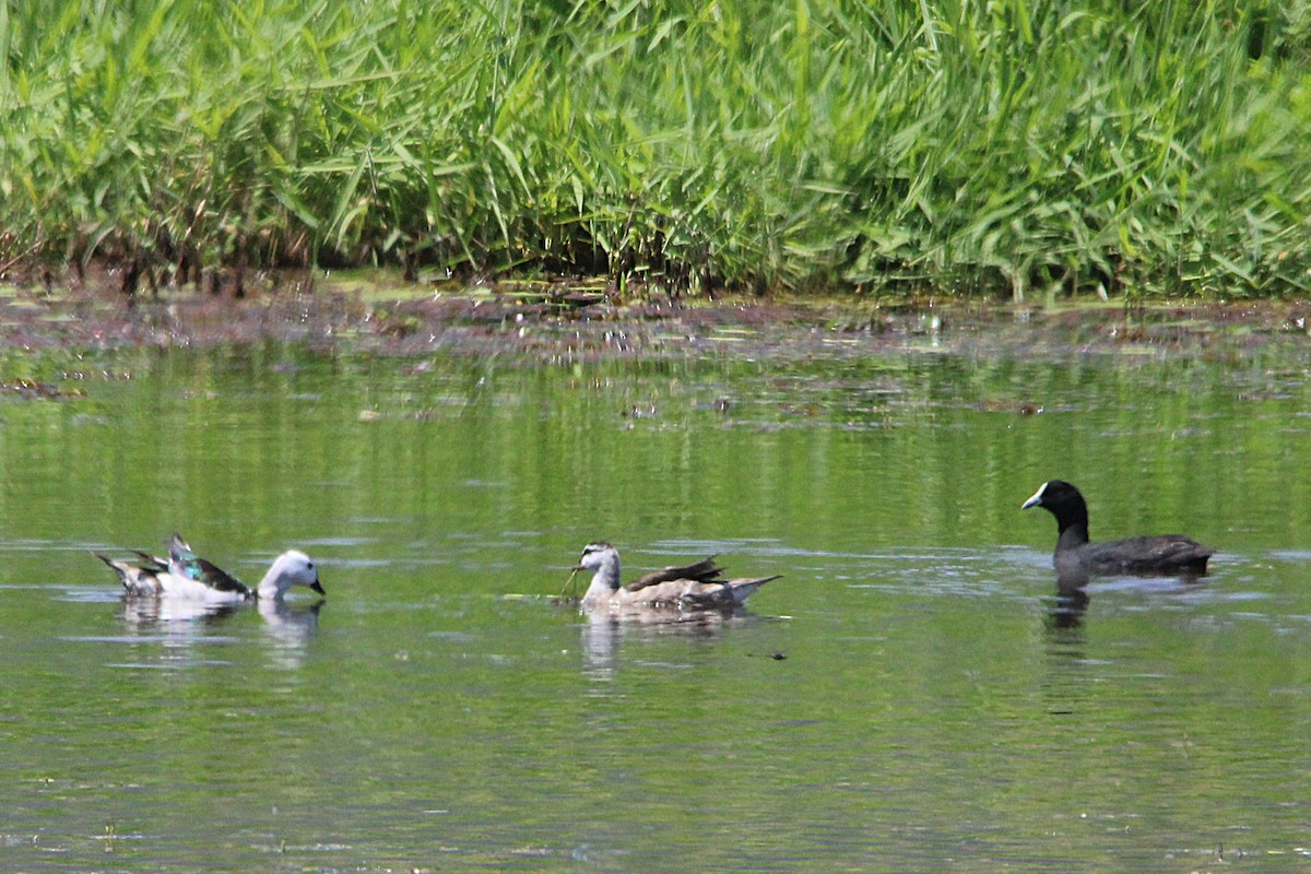 Cotton Pygmy-Goose - ML643331603