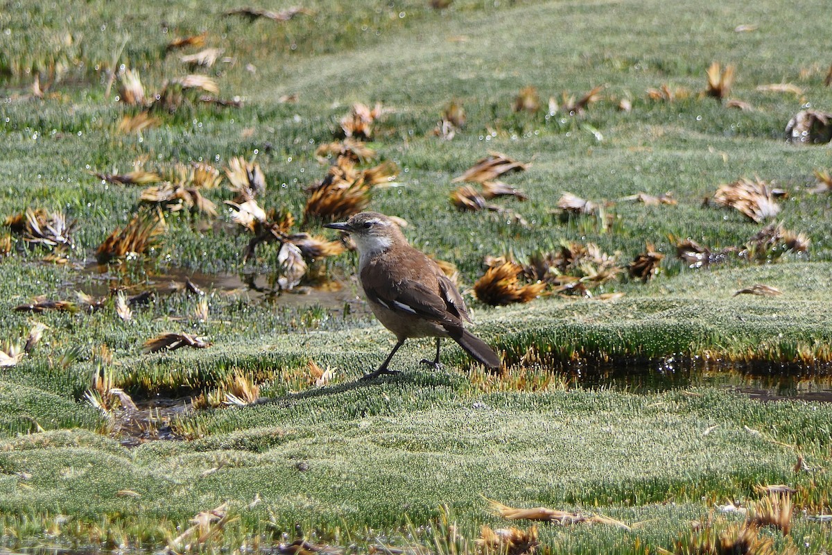 Schwarzschwanz-Uferwipper - ML643331612