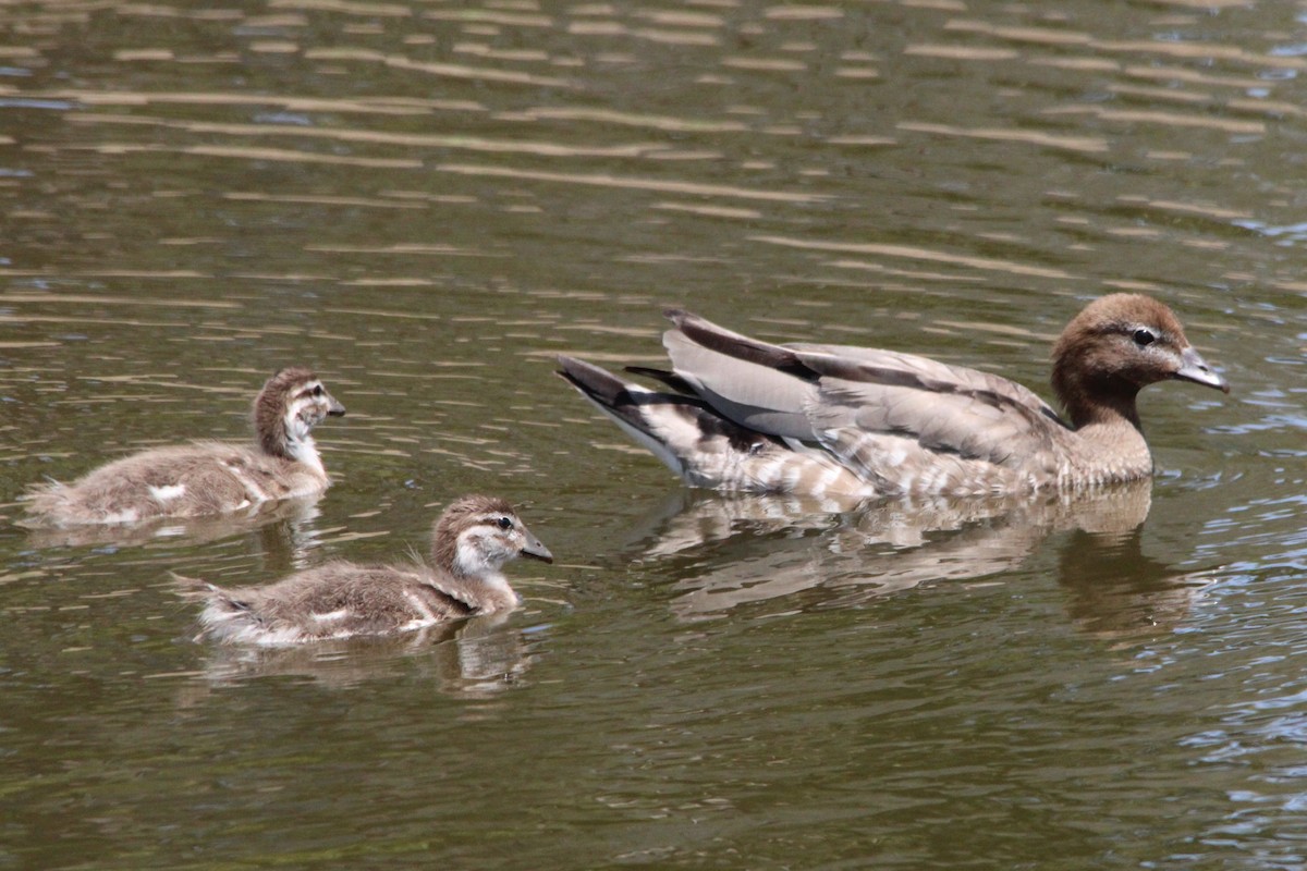 Maned Duck - ML643331616