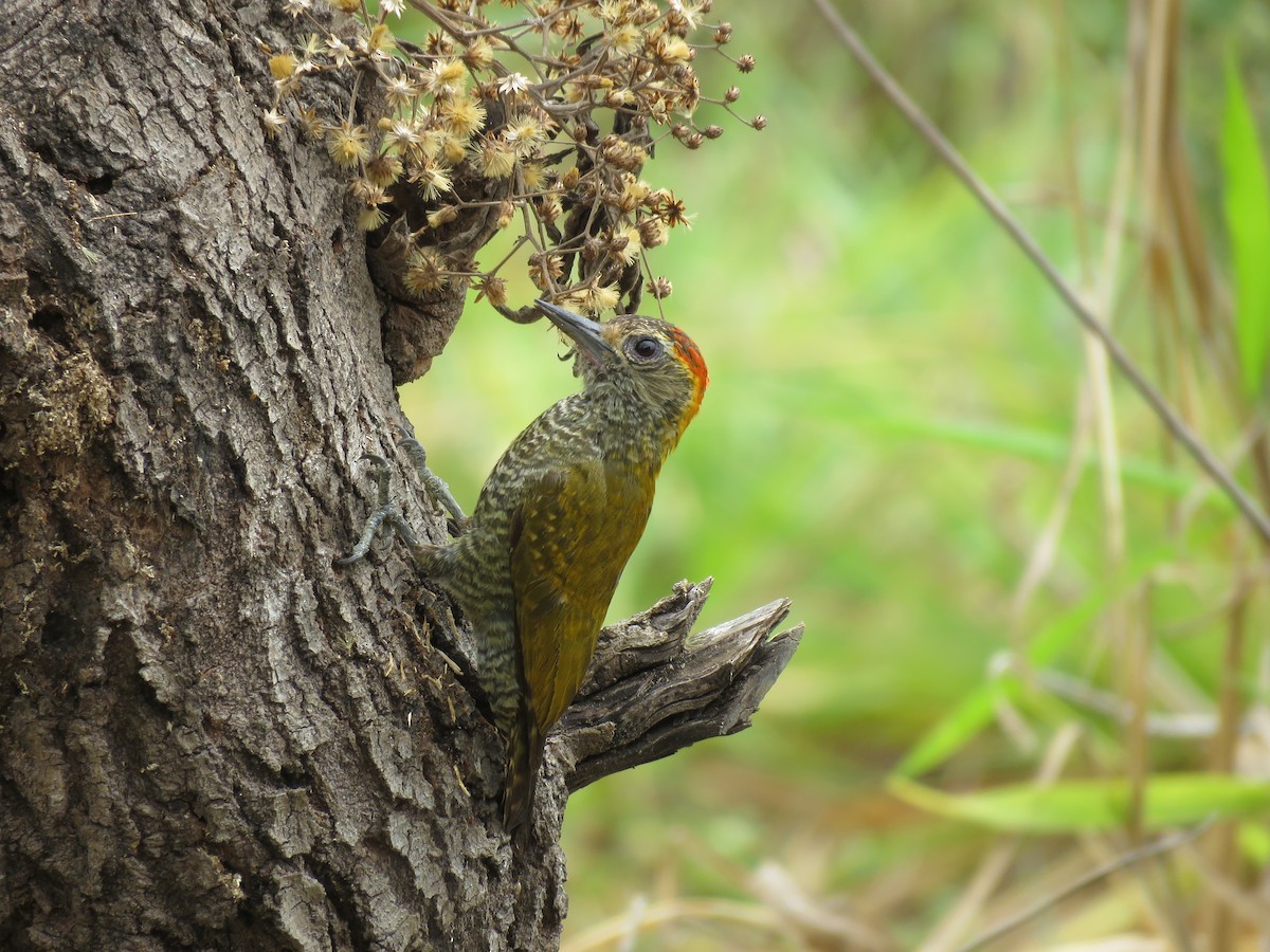 Yellow-eared Woodpecker - ML643331621
