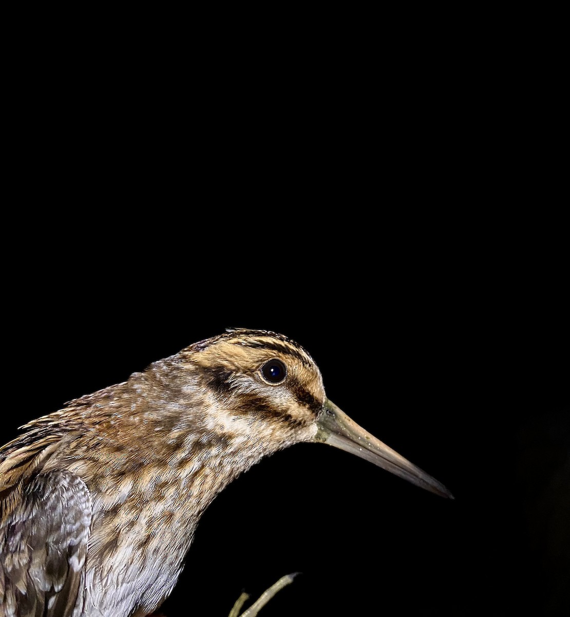 Jack Snipe - ML643331622