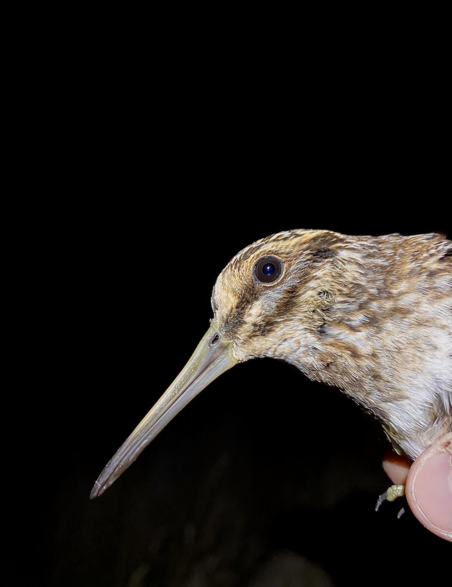Jack Snipe - ML643331623