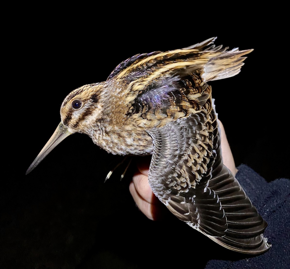 Jack Snipe - ML643331624