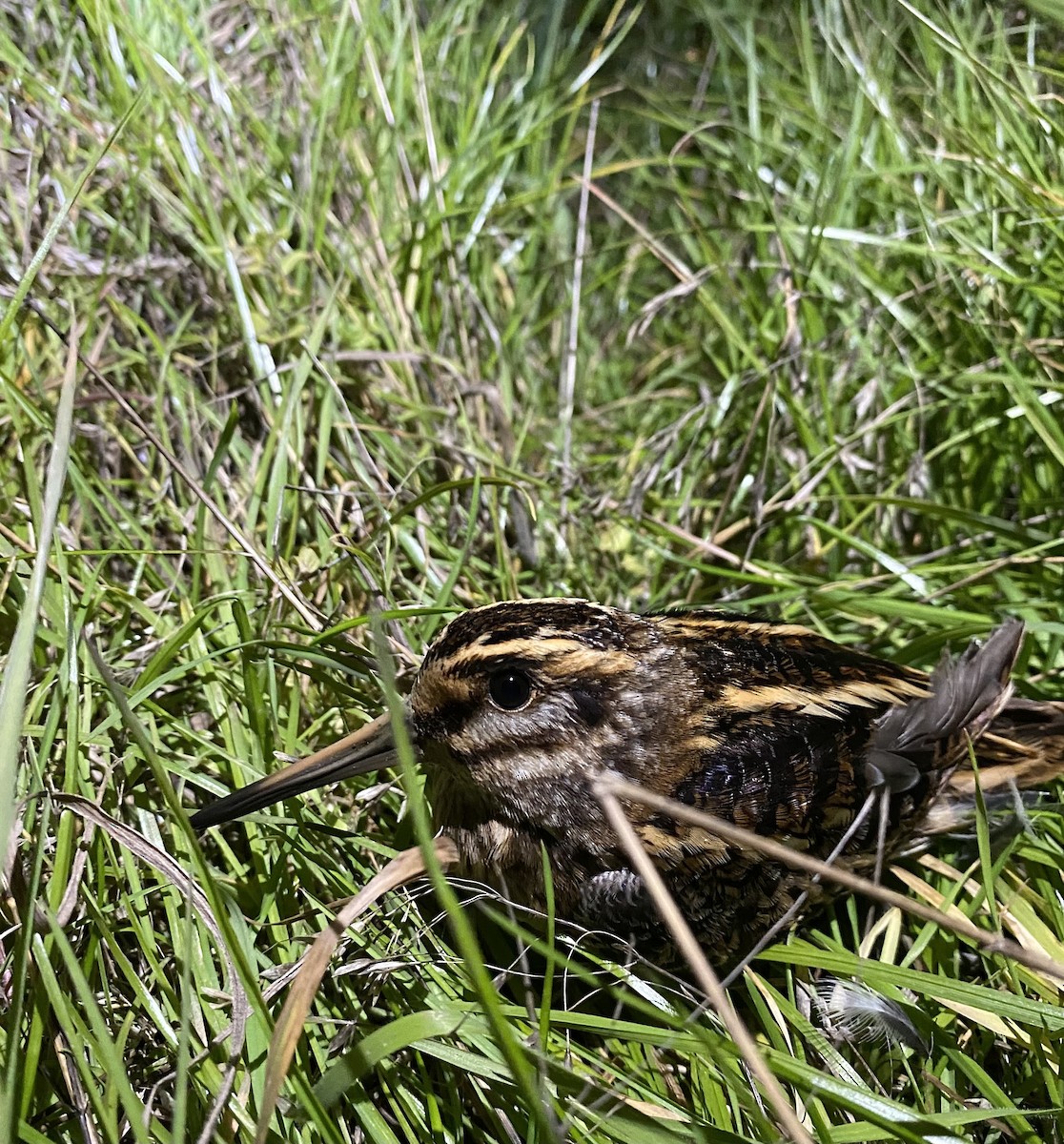 Jack Snipe - ML643331625