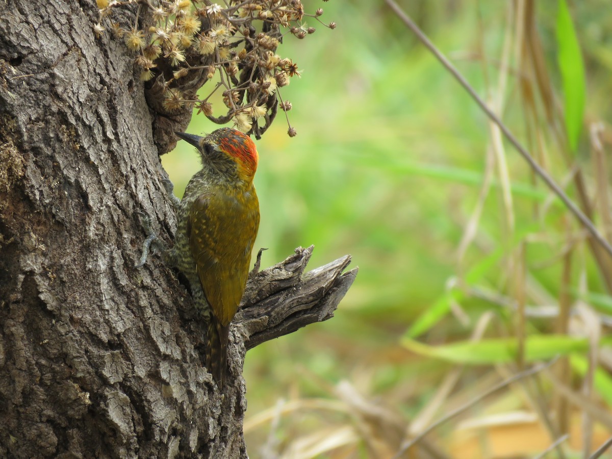 Yellow-eared Woodpecker - ML643331629