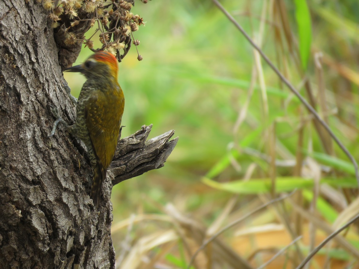 Yellow-eared Woodpecker - ML643331630