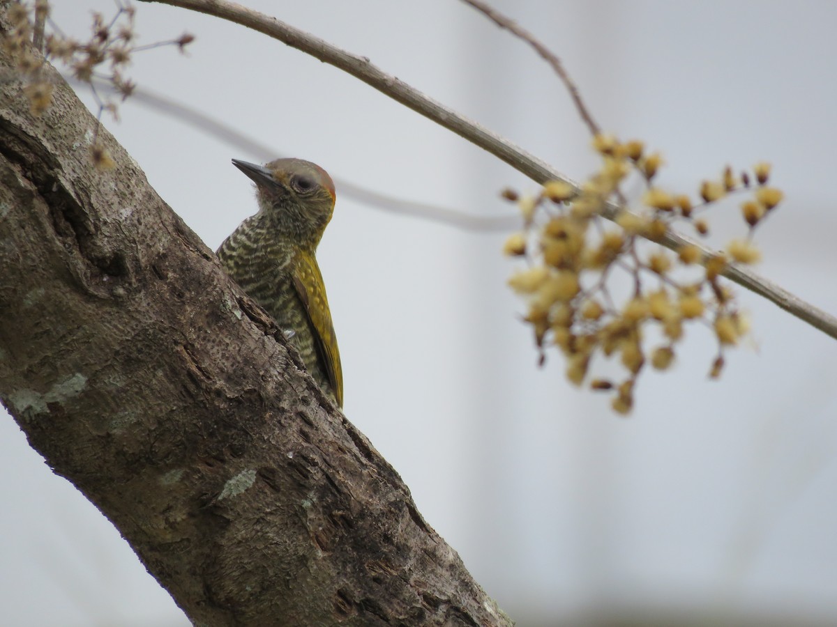 Yellow-eared Woodpecker - ML643331631