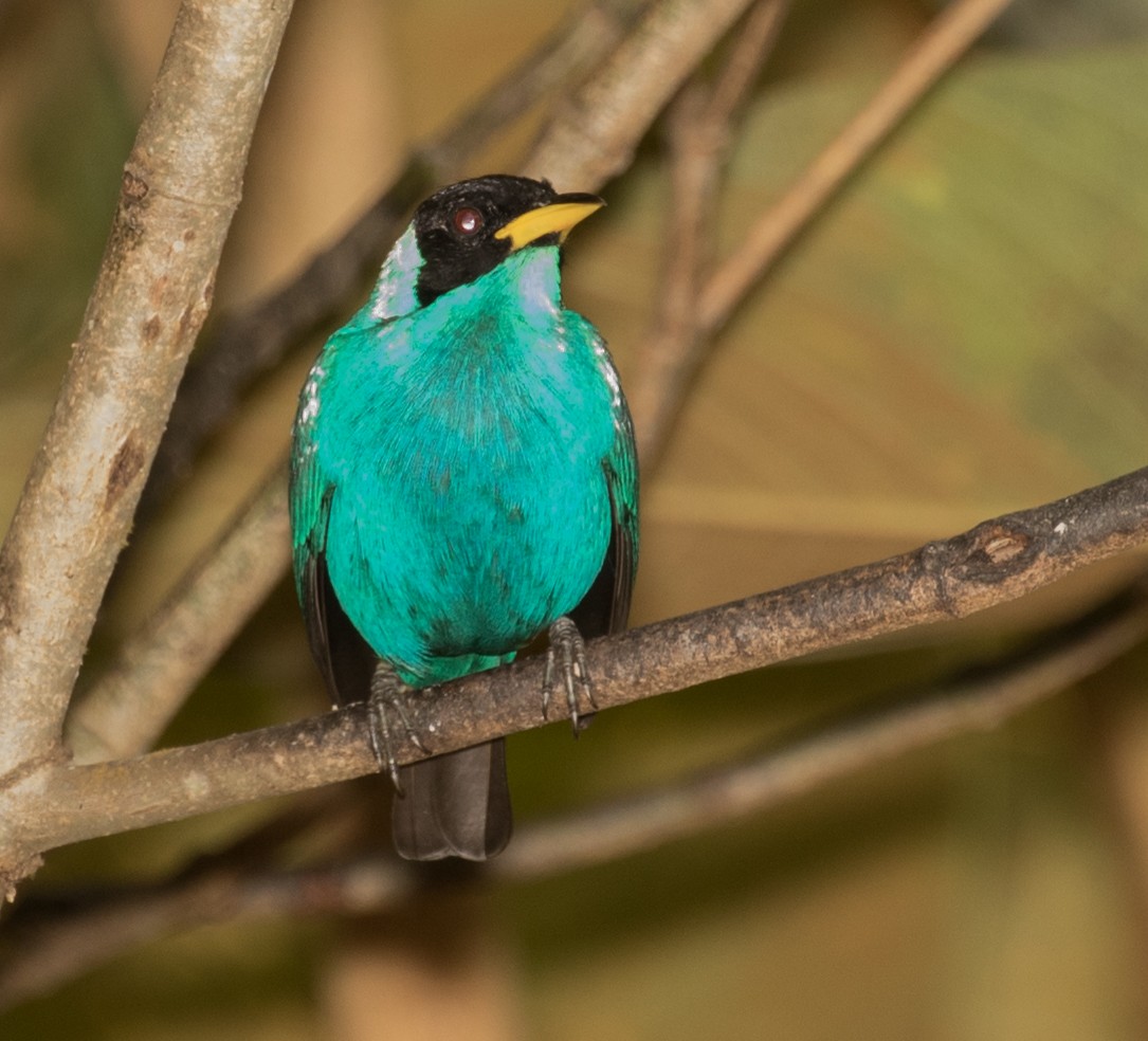 Green Honeycreeper - ML643331632
