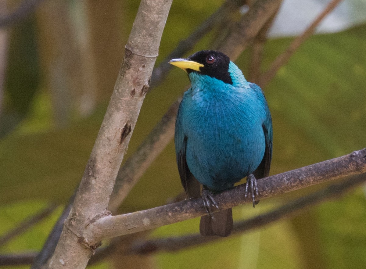 Green Honeycreeper - ML643331633