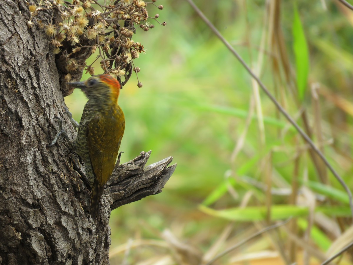 Yellow-eared Woodpecker - ML643331634