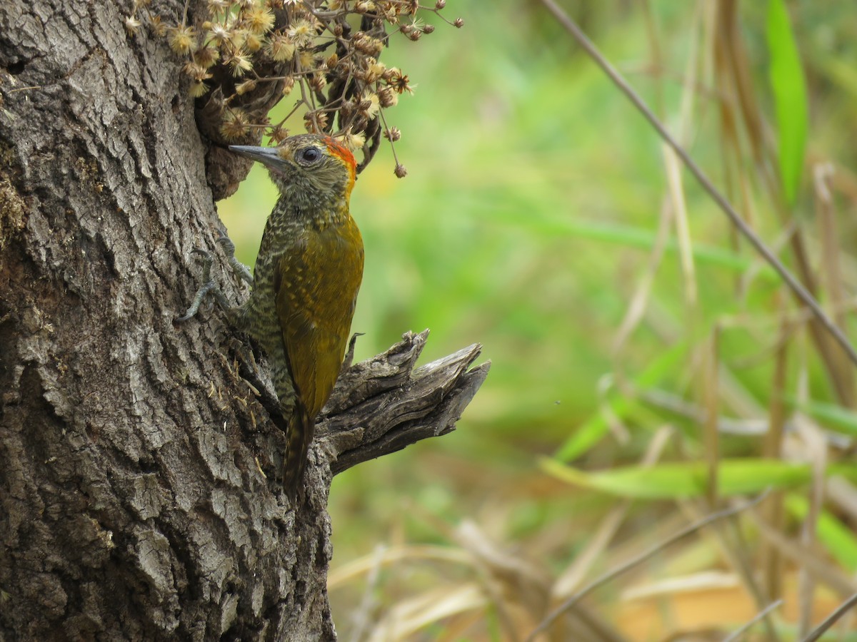 Yellow-eared Woodpecker - ML643331635