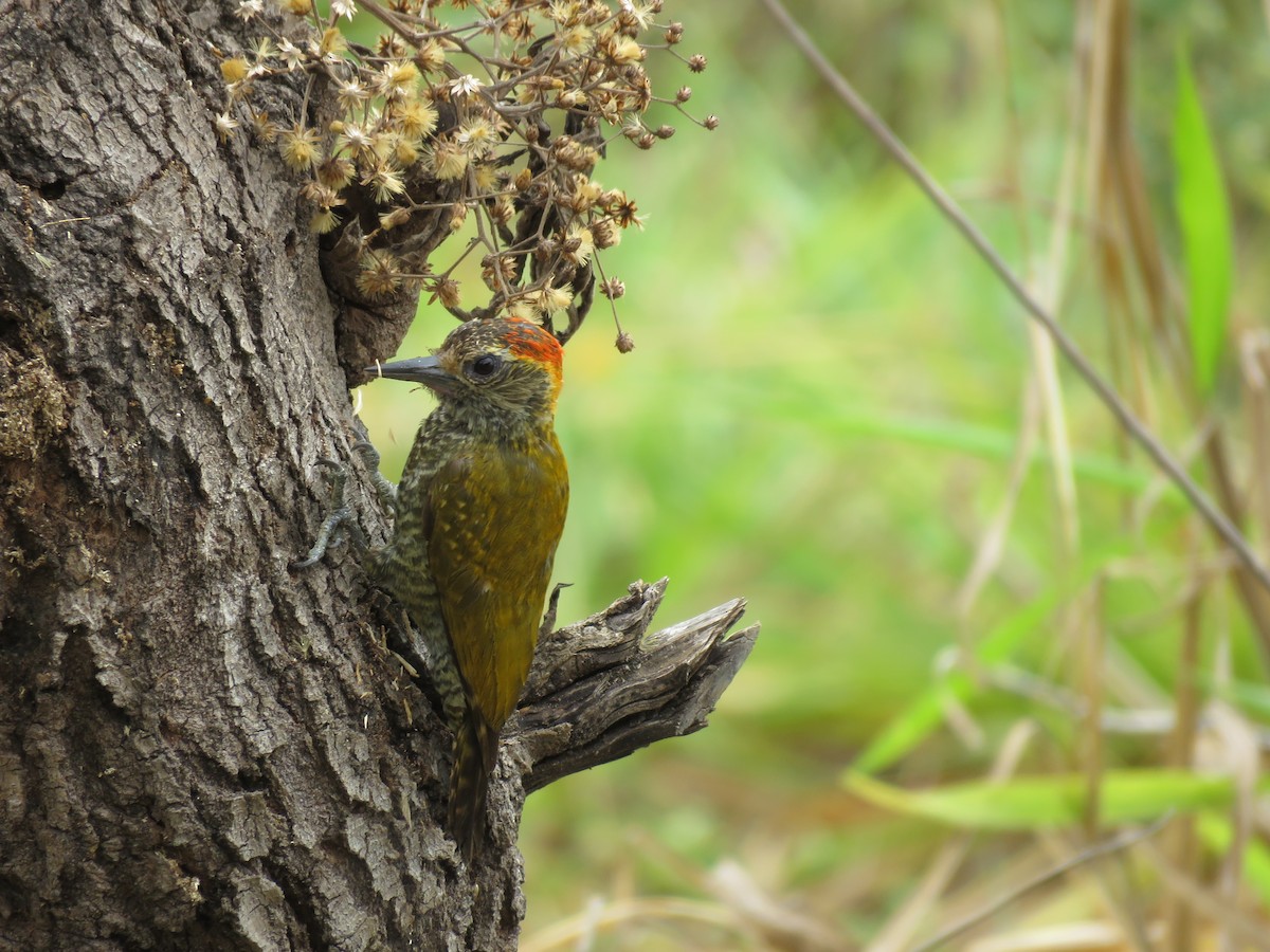 Yellow-eared Woodpecker - ML643331636