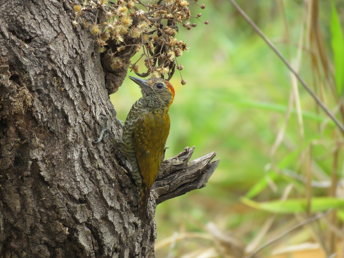Yellow-eared Woodpecker - ML643331637