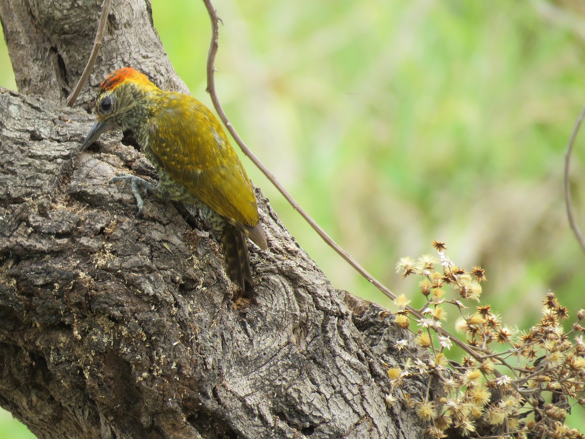 Yellow-eared Woodpecker - ML643331638