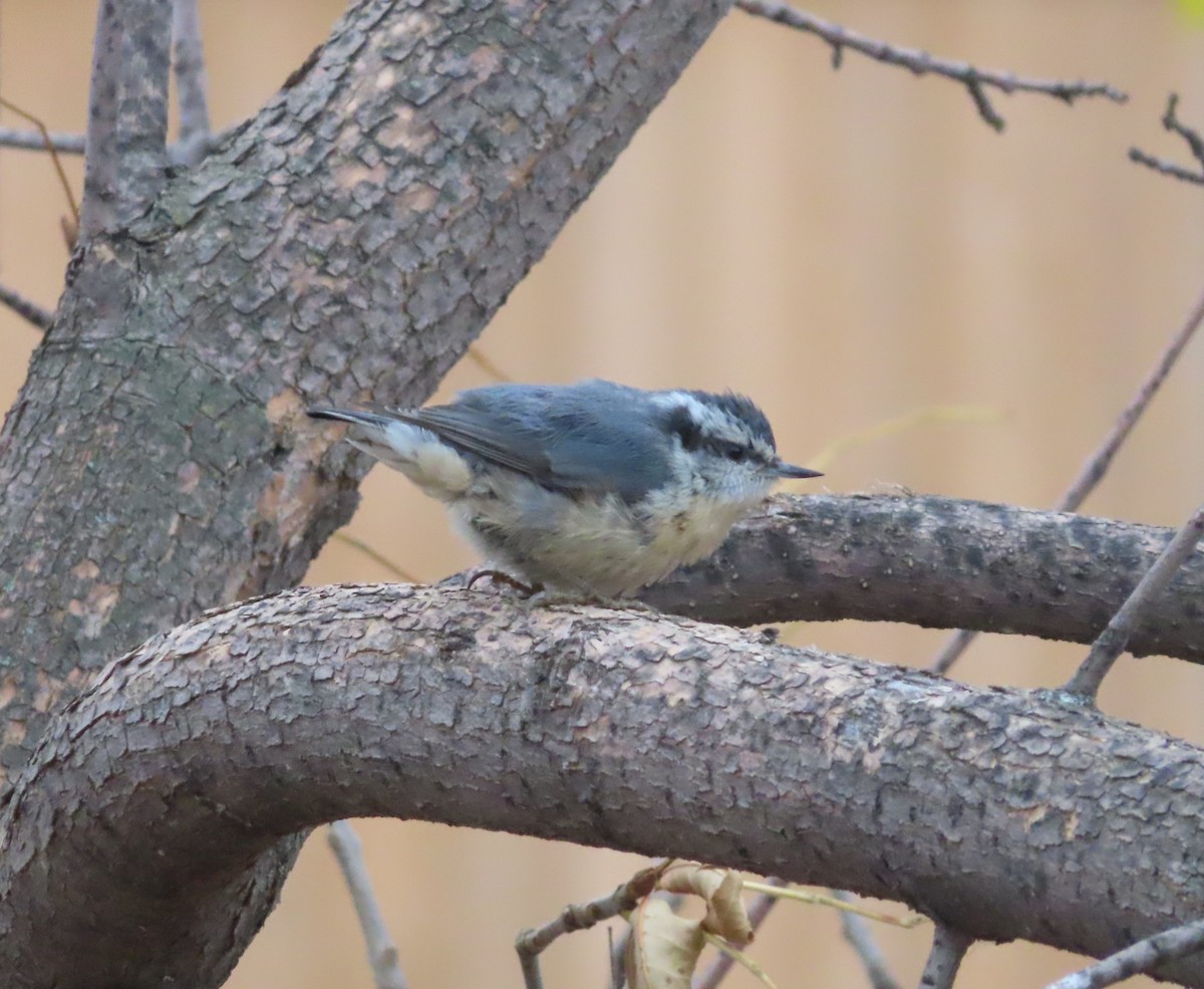 Red-breasted Nuthatch - ML643331639