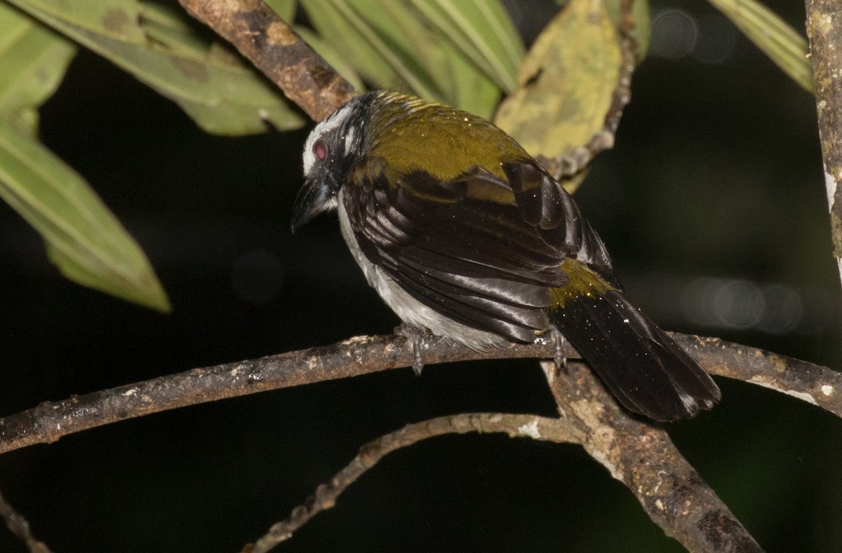 Black-winged Saltator - ML643331640