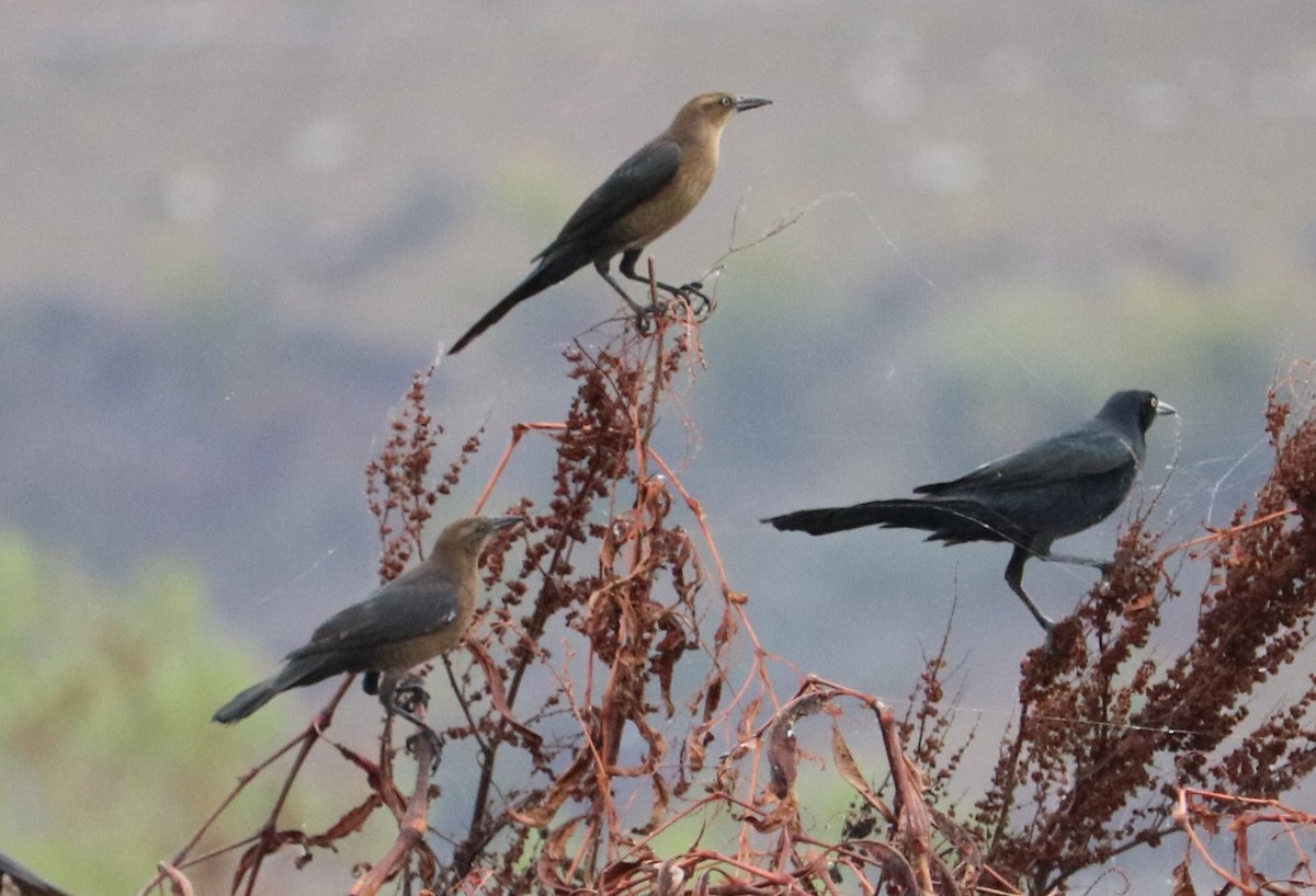 Great-tailed Grackle - ML643331641