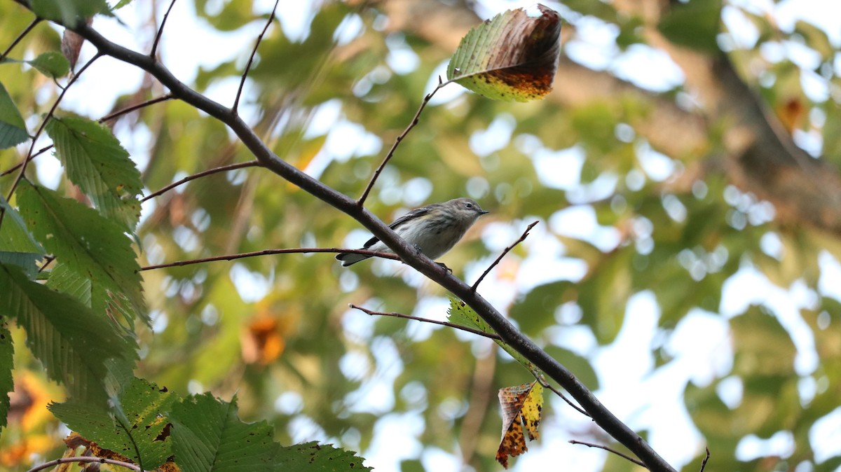 Yellow-rumped Warbler - ML643331642