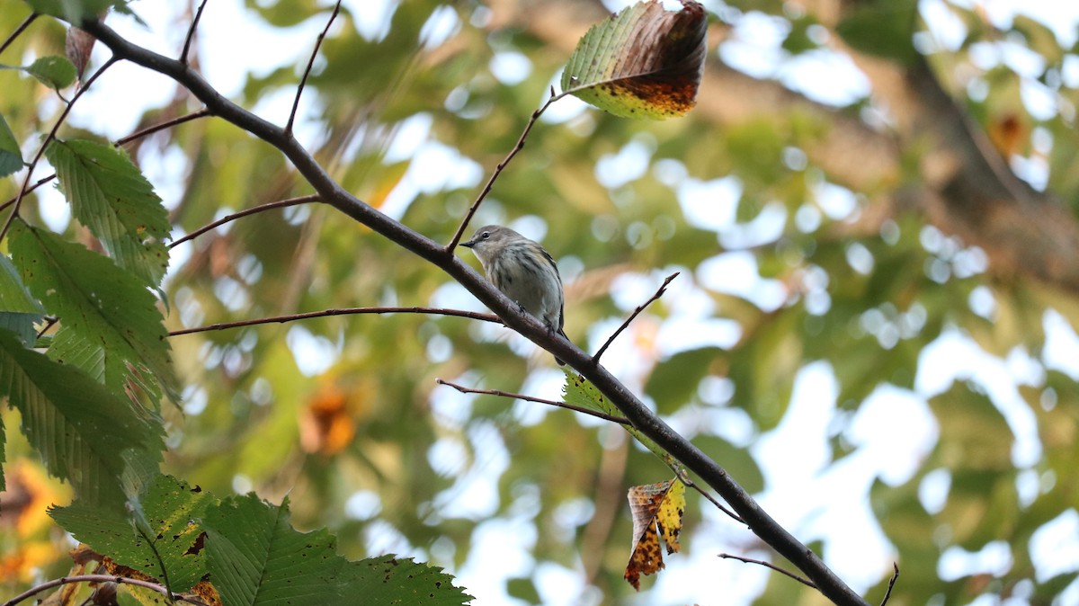 Yellow-rumped Warbler - ML643331643