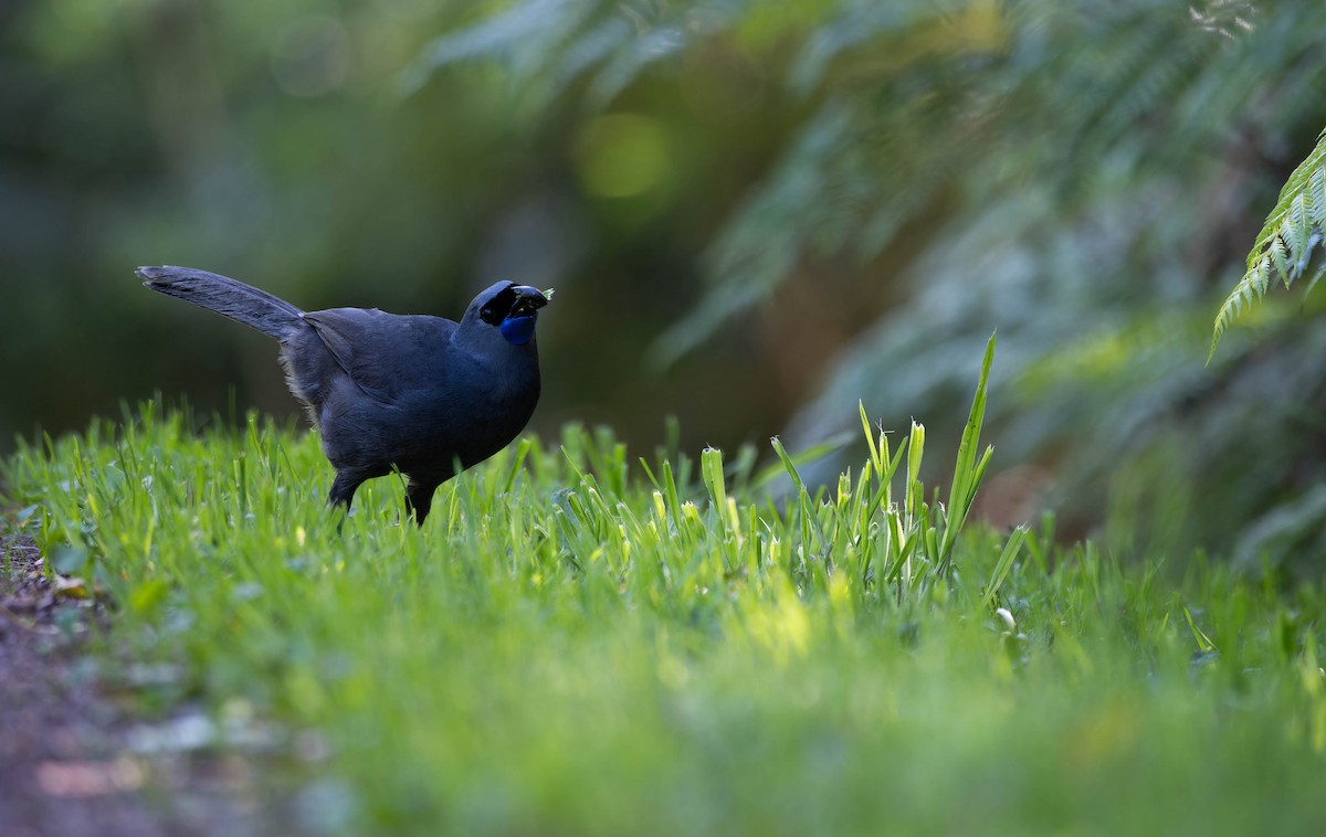 North Island Kokako - ML643331644