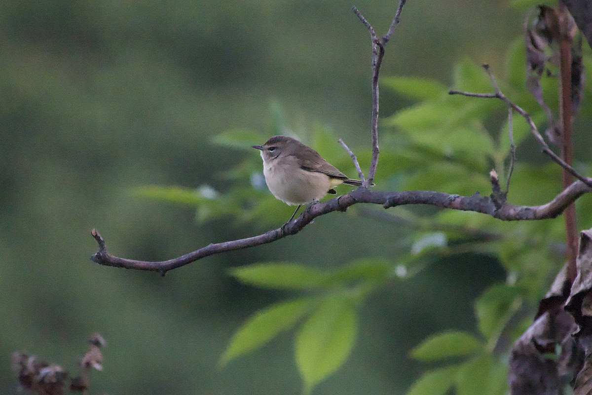 Palm Warbler - ML643331645