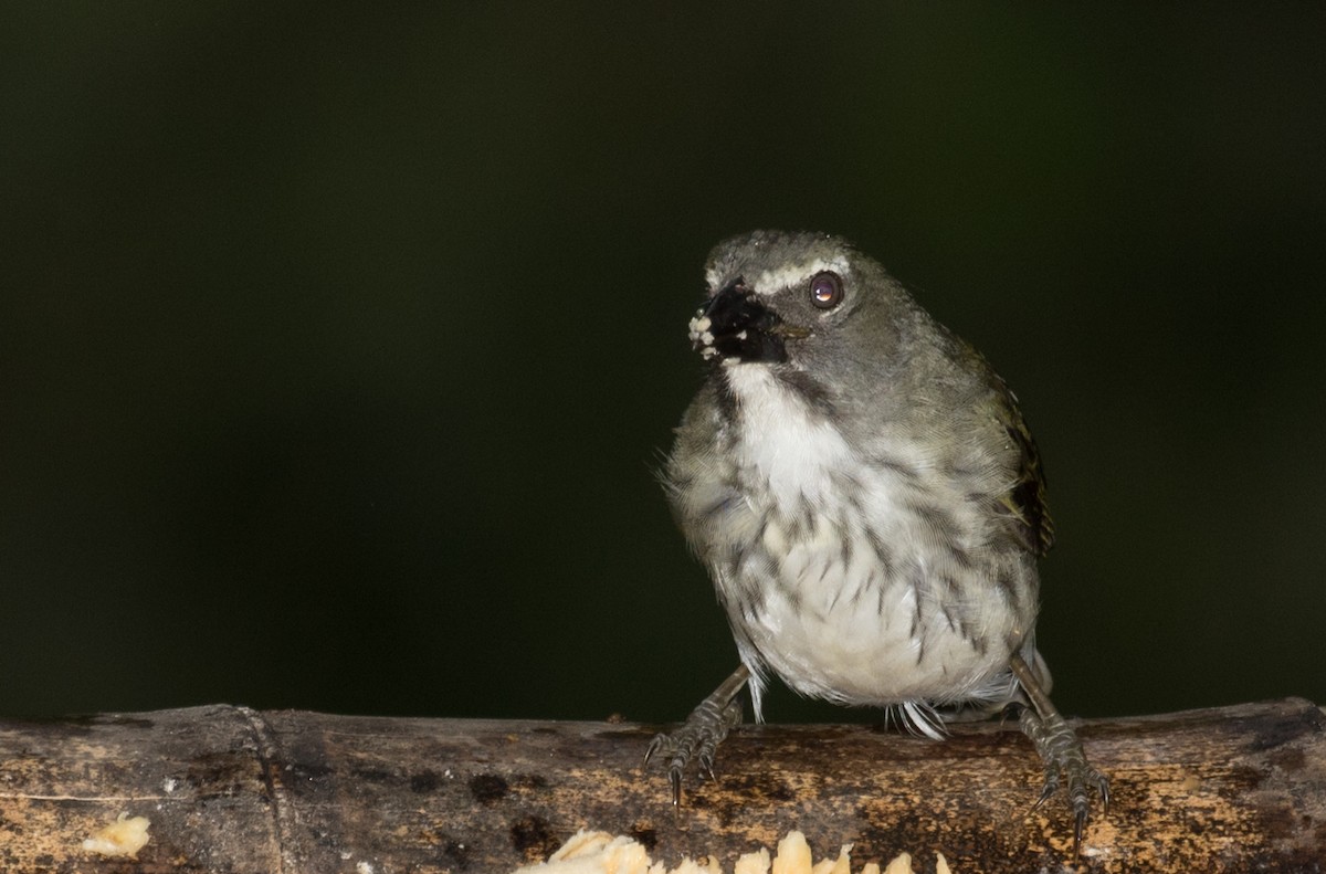 Streaked Saltator - ML643331647