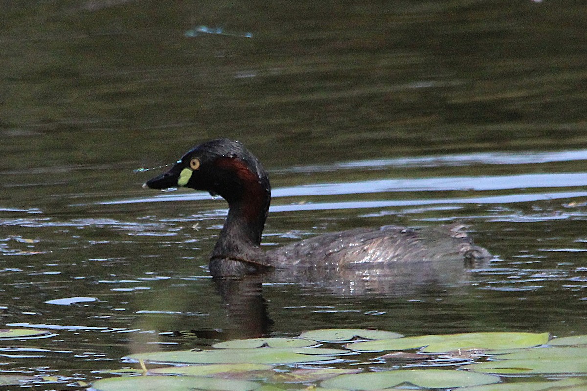 Australasian Grebe - ML643331648