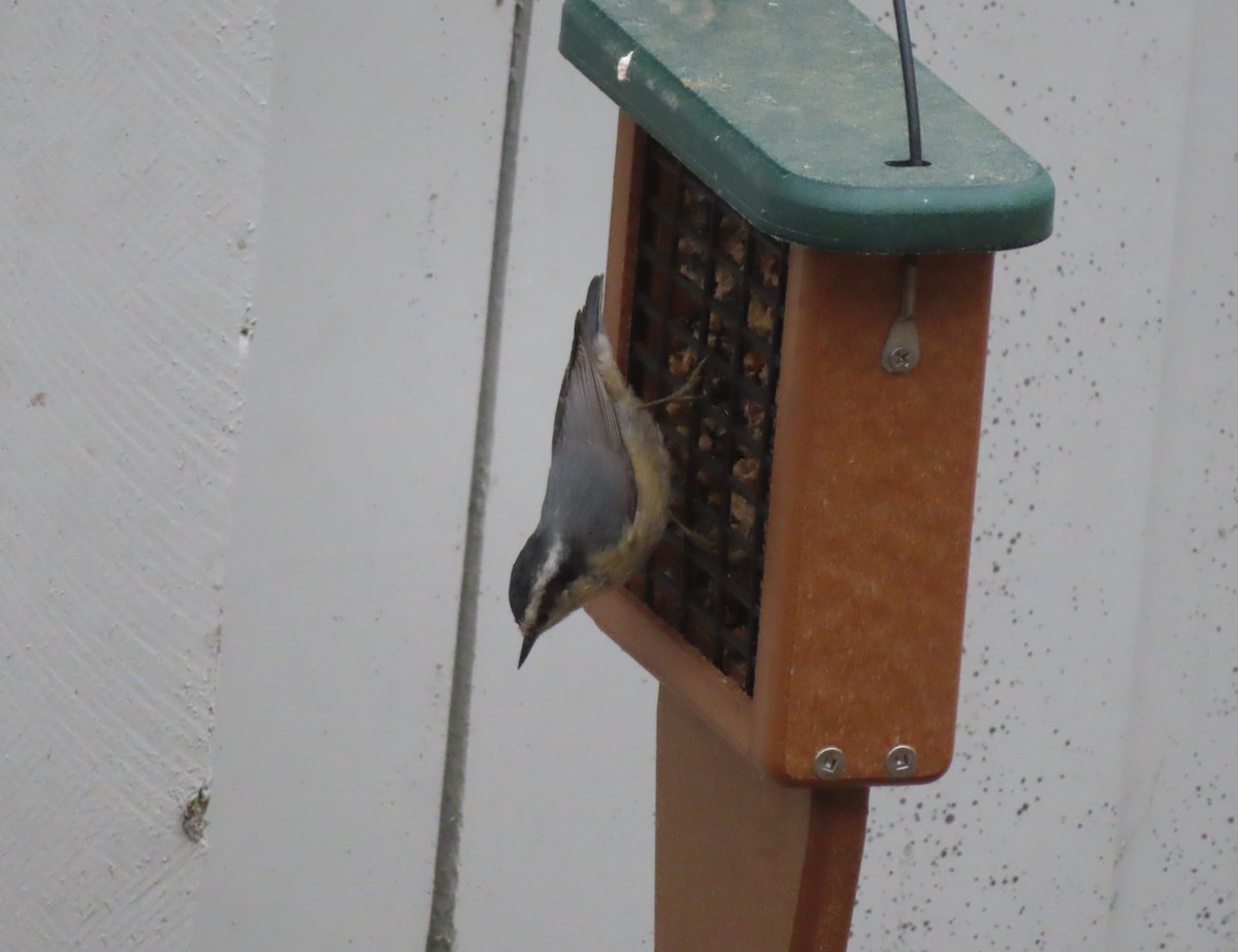 Red-breasted Nuthatch - ML643331649