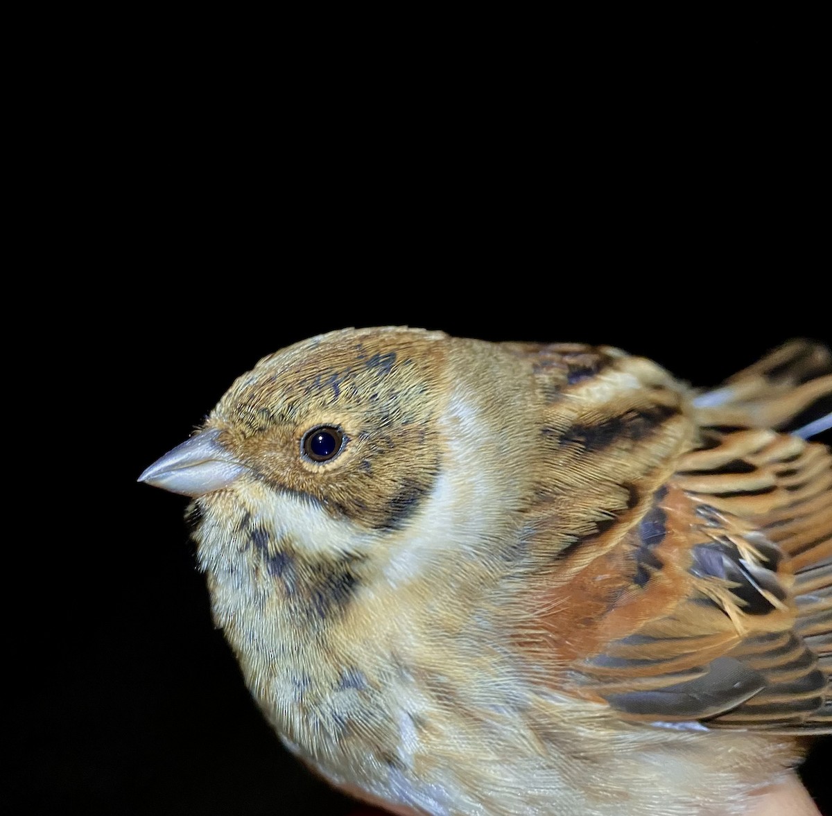 Reed Bunting - ML643331650