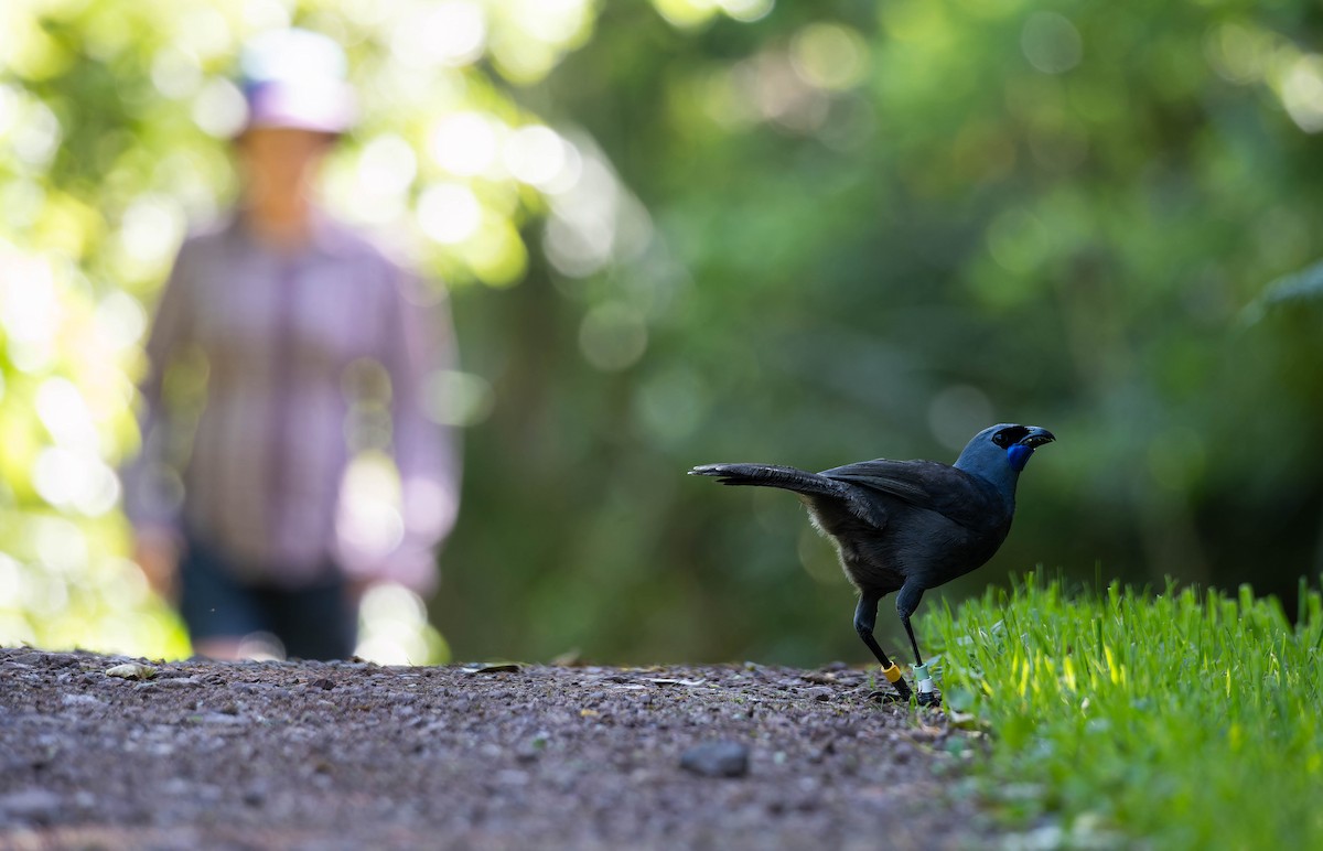 North Island Kokako - ML643331652