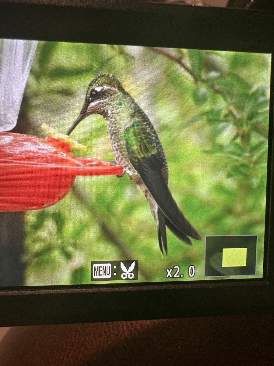 Rivoli's Hummingbird - ML643331653