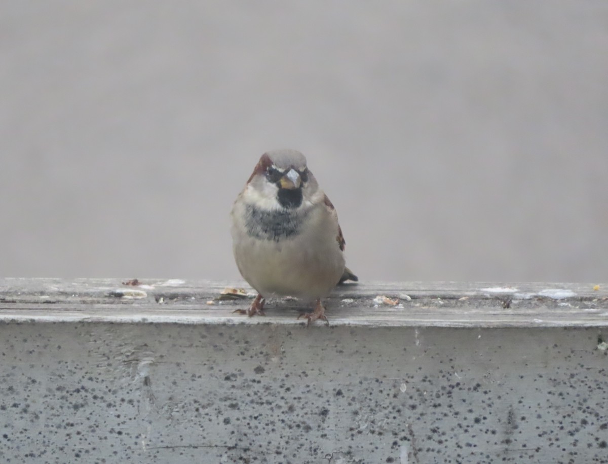 House Sparrow - ML643331655