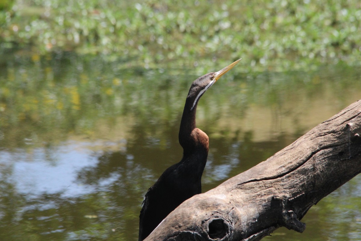 Australasian Darter - ML643331658