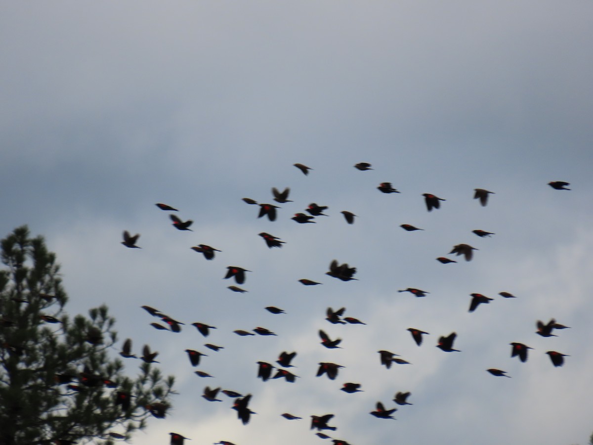 Red-winged Blackbird - ML643331659