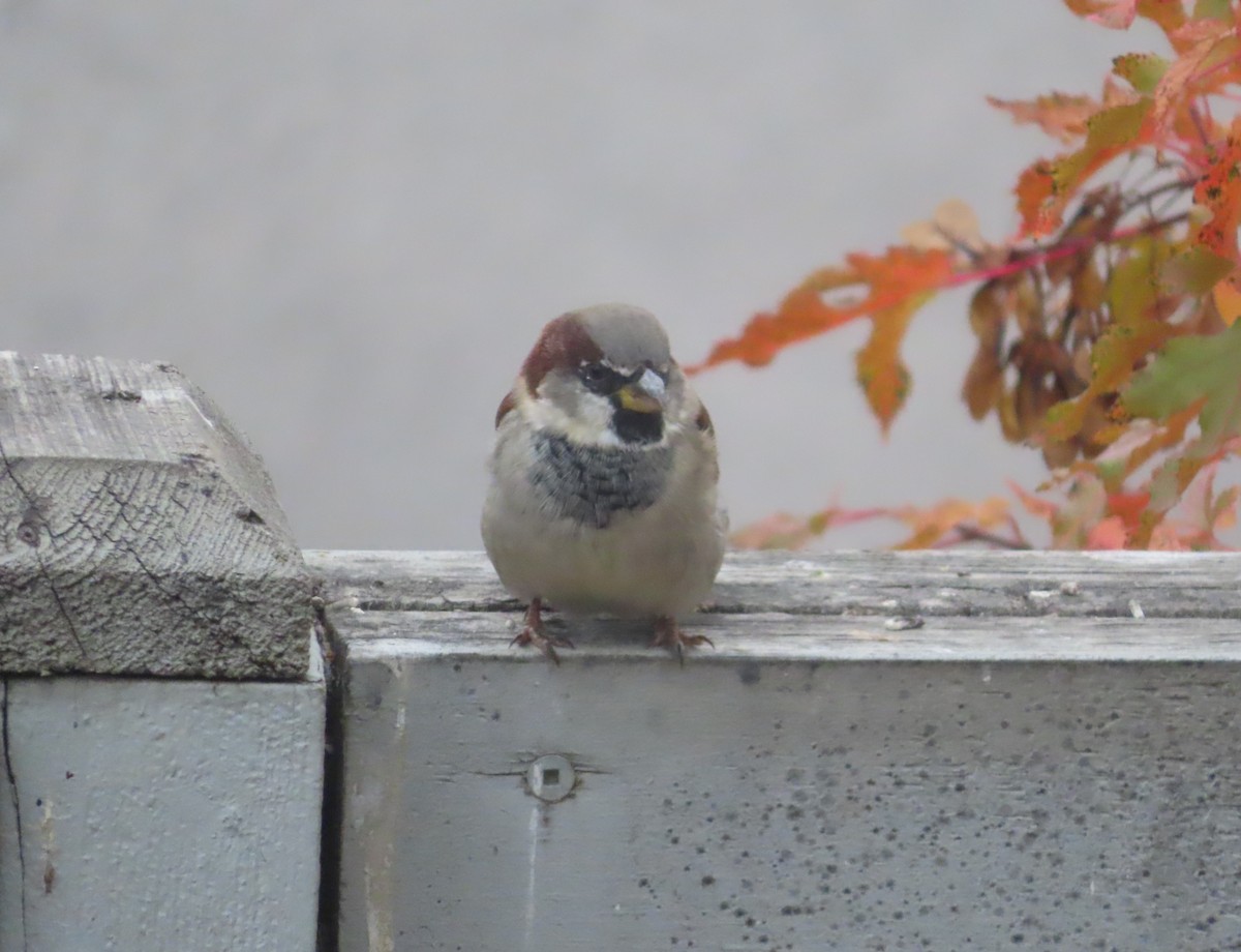 House Sparrow - ML643331665