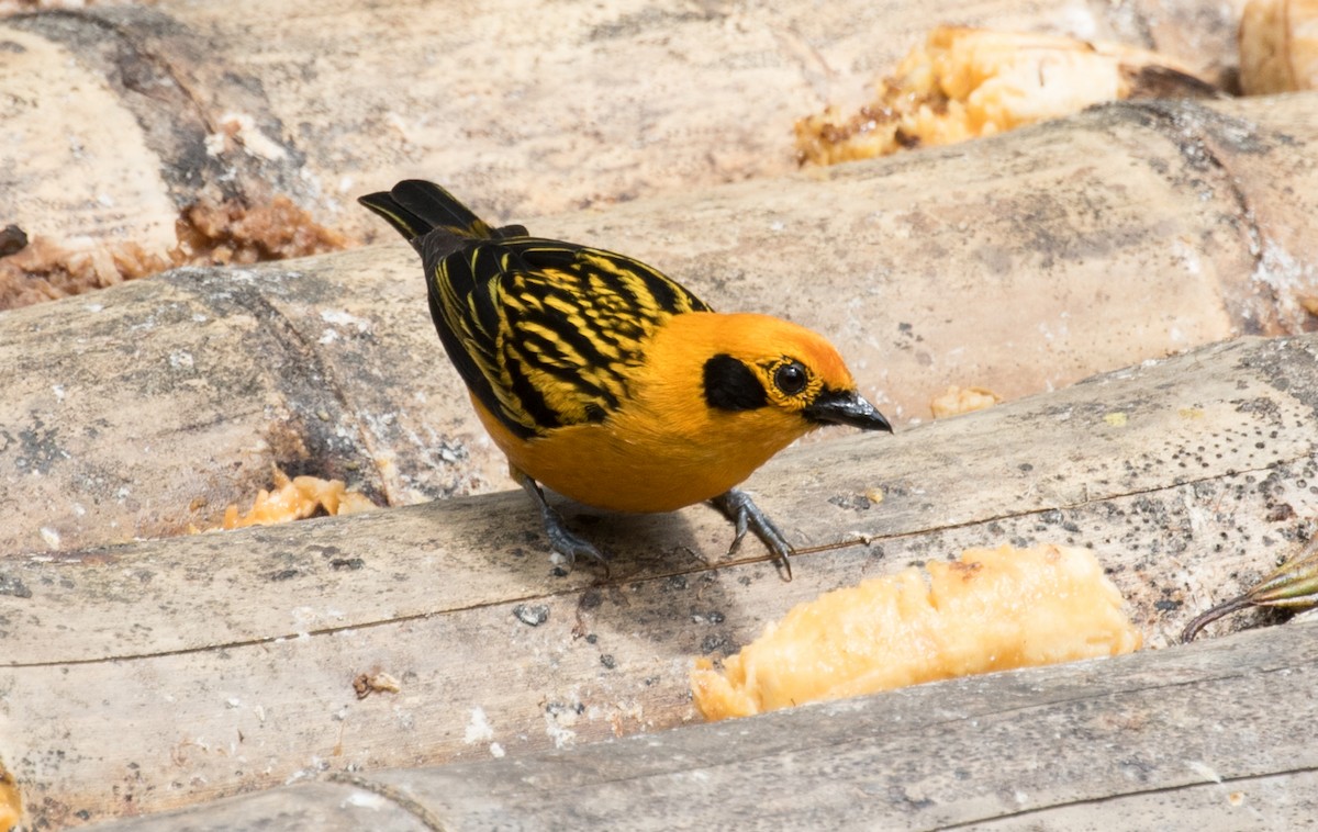 Golden Tanager - ML643331666