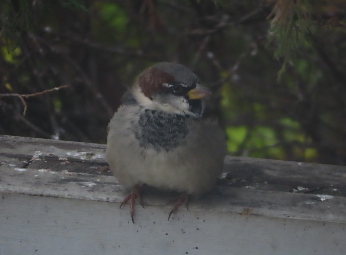 House Sparrow - ML643331672