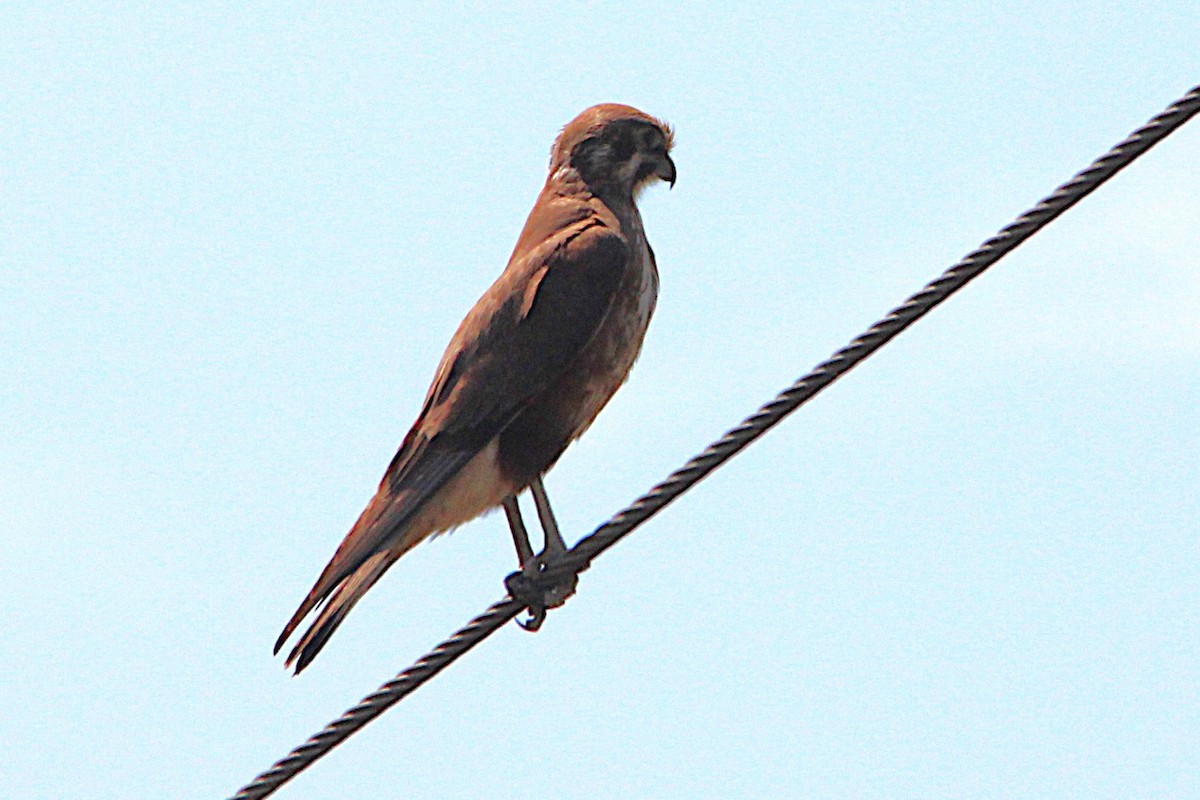 Brown Falcon - ML643331683