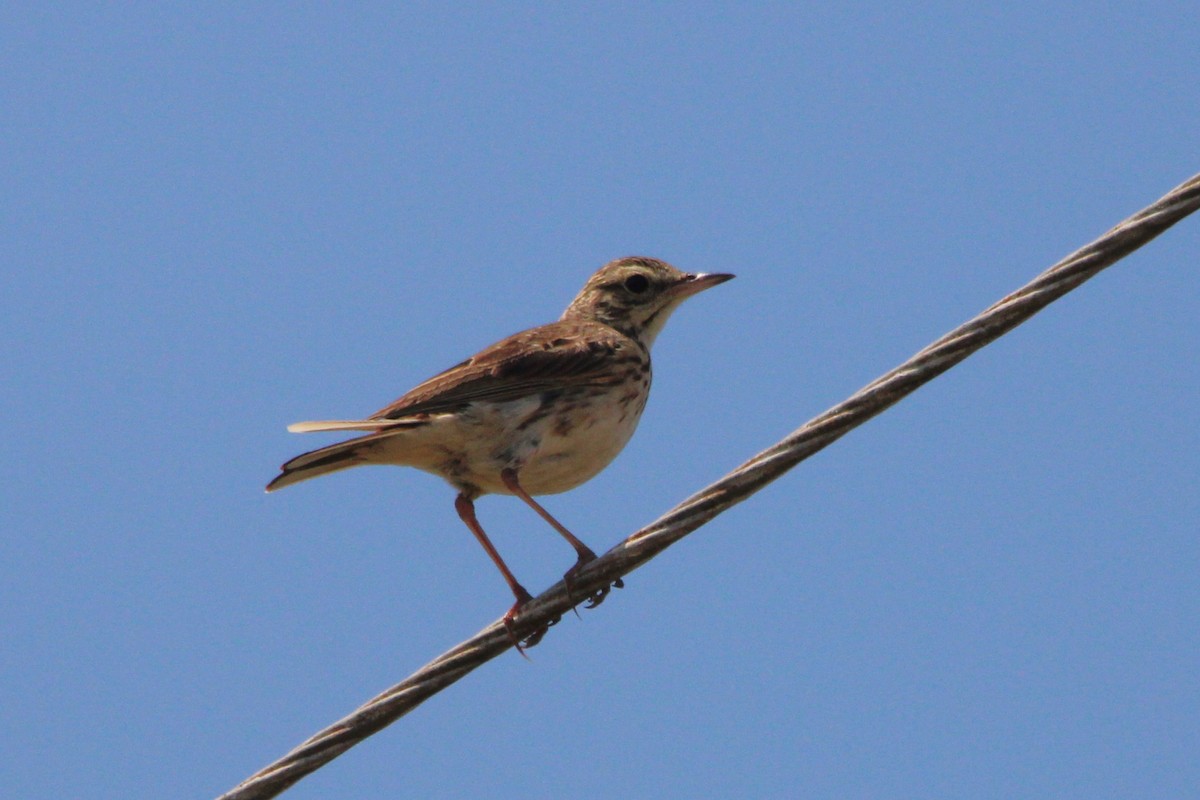 Pipit d'Australie - ML643331694
