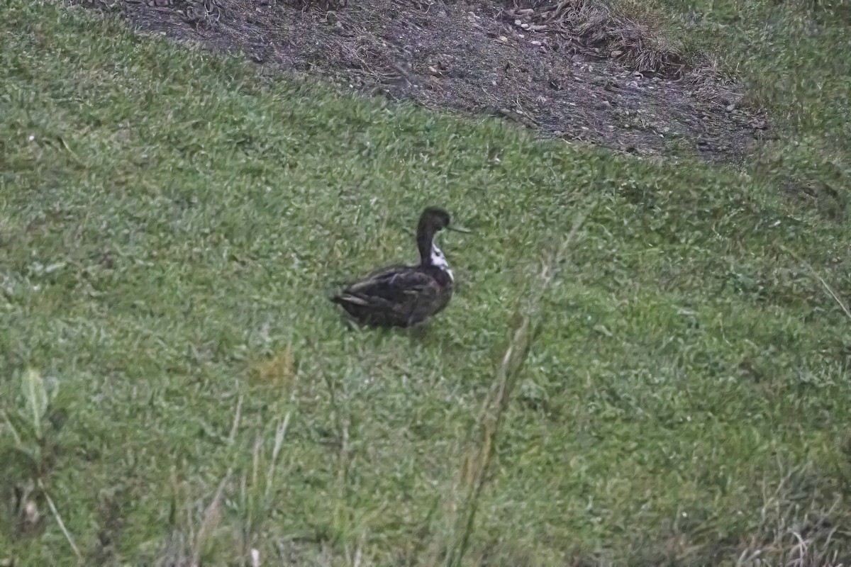 Canard colvert (forme domestique) - ML643331699