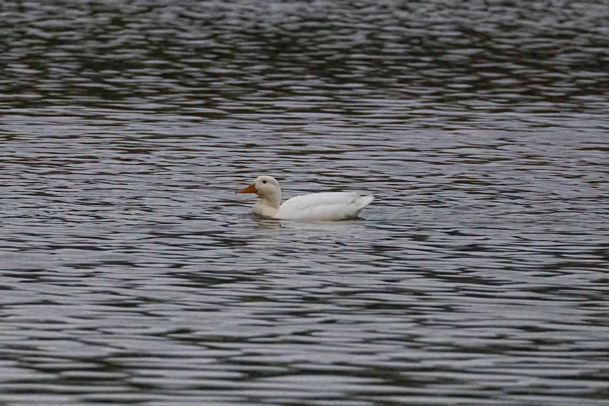 Canard colvert (forme domestique) - ML643331702